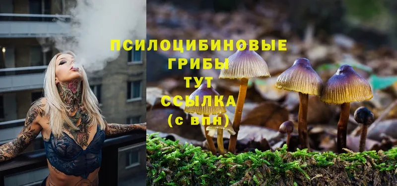 кракен как зайти  дарк нет какой сайт  Галлюциногенные грибы MAGIC MUSHROOMS  Богородицк 